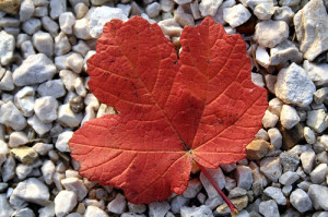 V CrB: un puntino rosso nel cielo