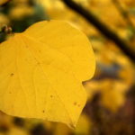 Il giorno nella notte: due doppie color cielo