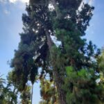 Venere all’ombra del monumentale Pino delle Canarie dell’orto Botanico di Napoli